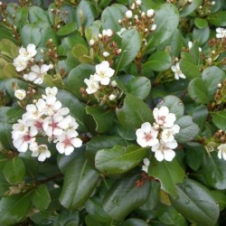 Rhaphiolepis umbellata