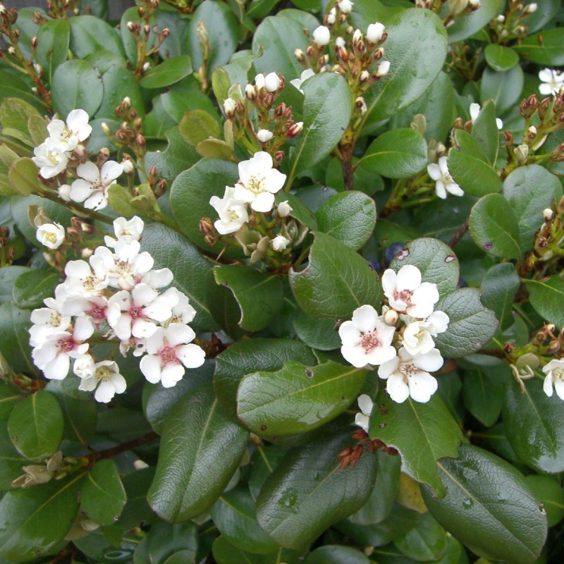 Rhaphiolepis umbellata