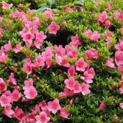 Rhododendron indicum