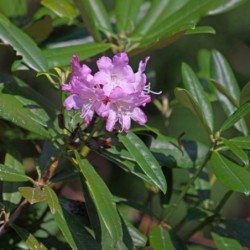 Rhododendron japonicum