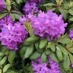 Rhododendron ponticum