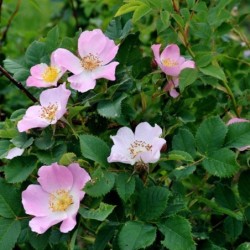 Rosa canina
