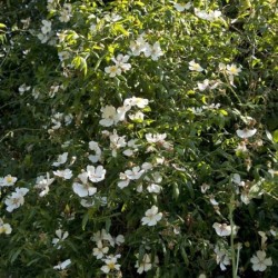 Rosa sempervirens