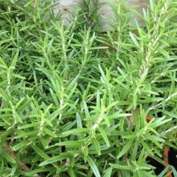 Rosmarinus officinalis