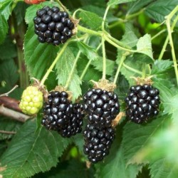 Rubus fruticosus