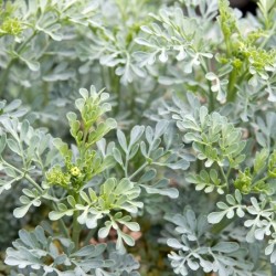 Ruta graveolens