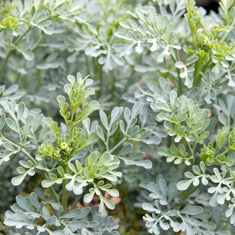 Ruta graveolens