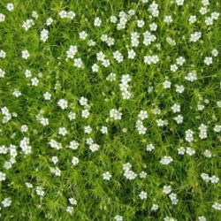 Sagina subulata
