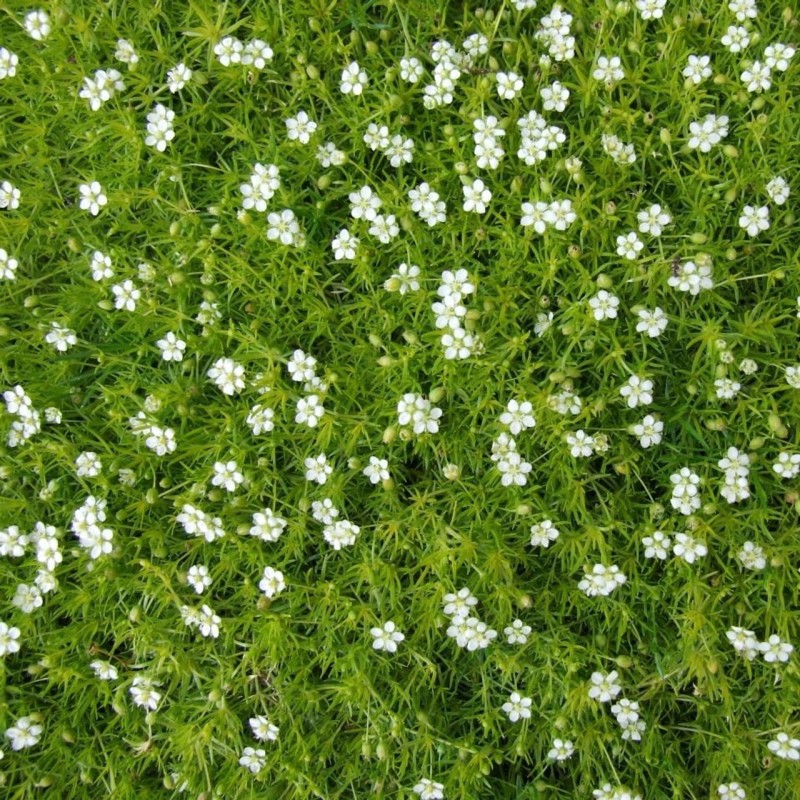 Sagina subulata