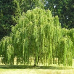Salix babylonica