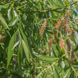 Salix fragilis