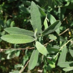 Salix salvifolia