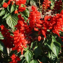 Salvia splendens