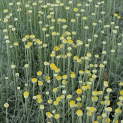 Santolina chamaecyparissus
