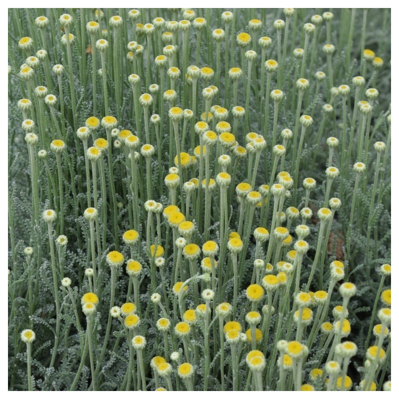 Santolina chamaecyparissus