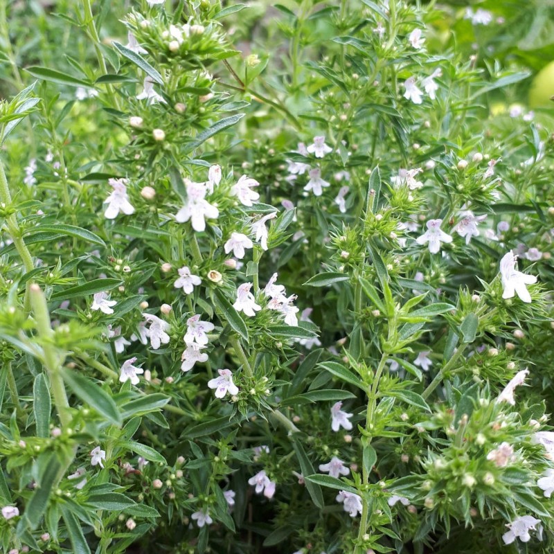 Satureja montana