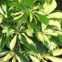 Schefflera arboricola