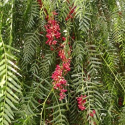 Schinus molle