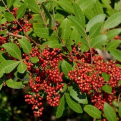 Schinus terebinthifolius