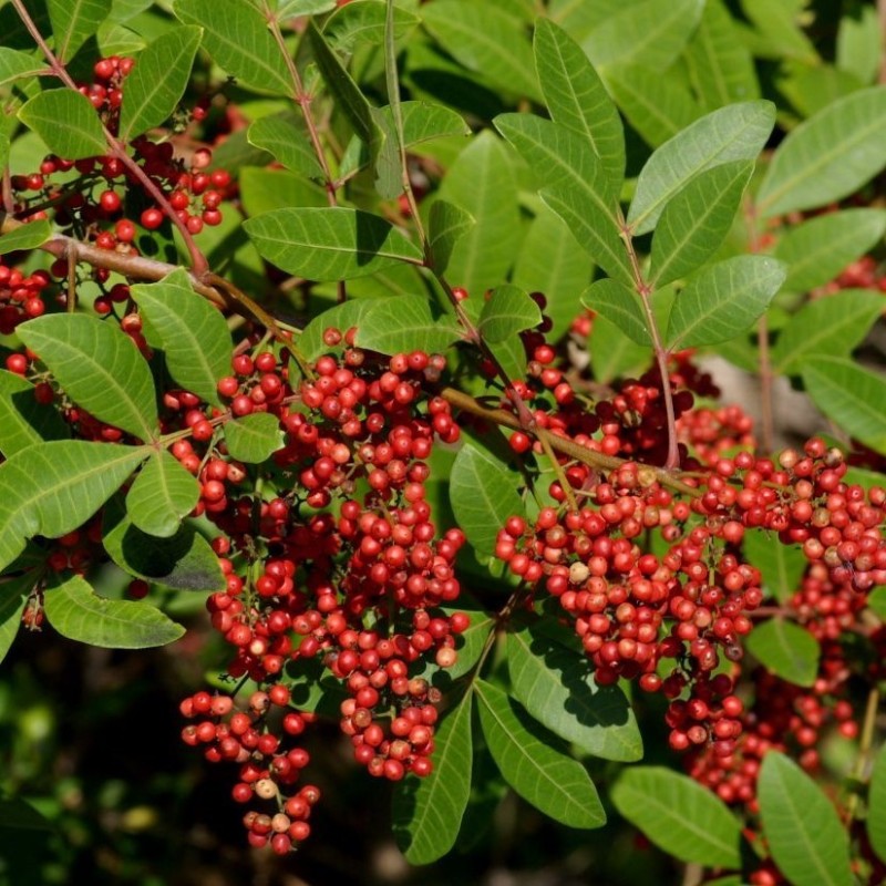 Schinus terebinthifolius