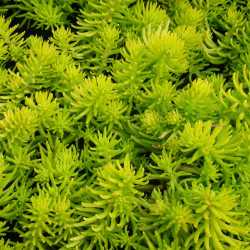 Sedum reflexum