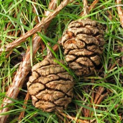 Sequoiadendron giganteum