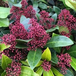 Skimmia Japonica