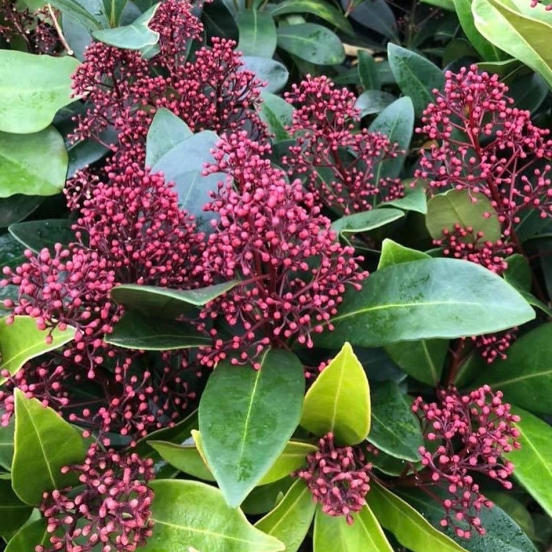 Skimmia Japonica