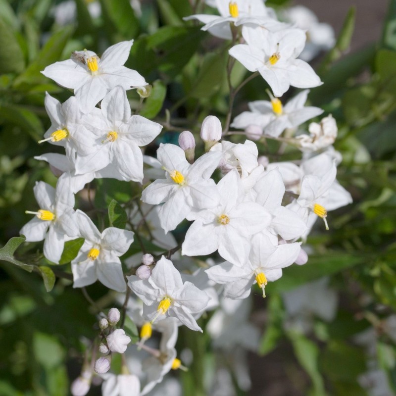 Solanum jasminoides