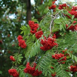 Sorbus aucuparia