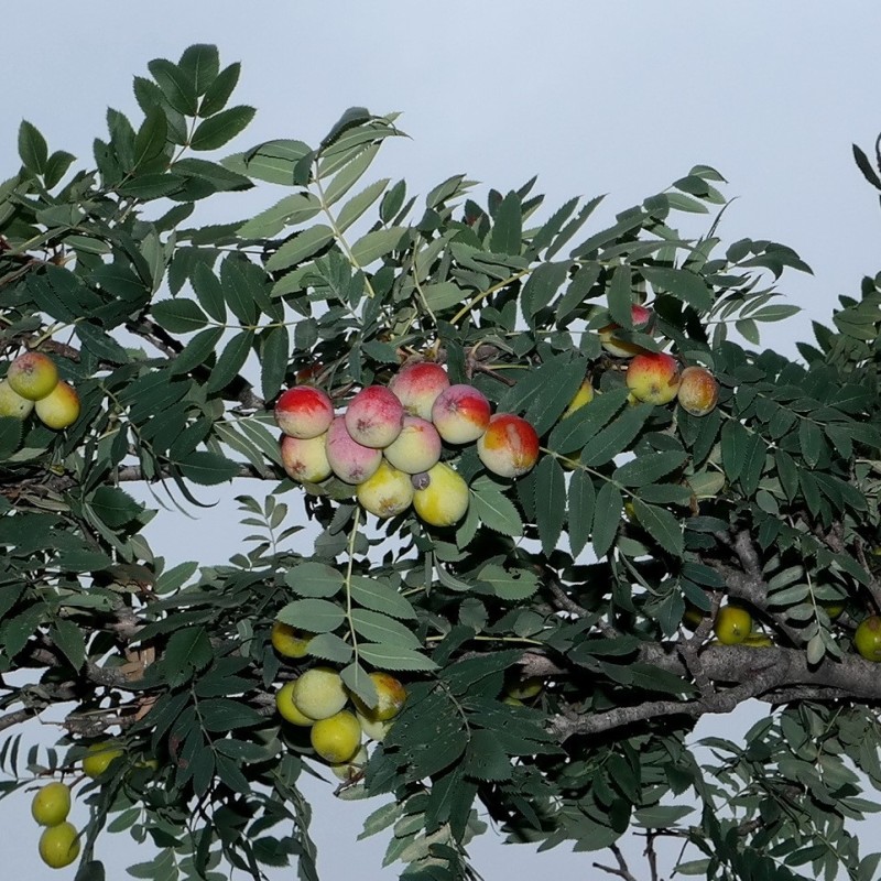 Sorbus domestica