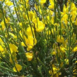 Spartium junceum