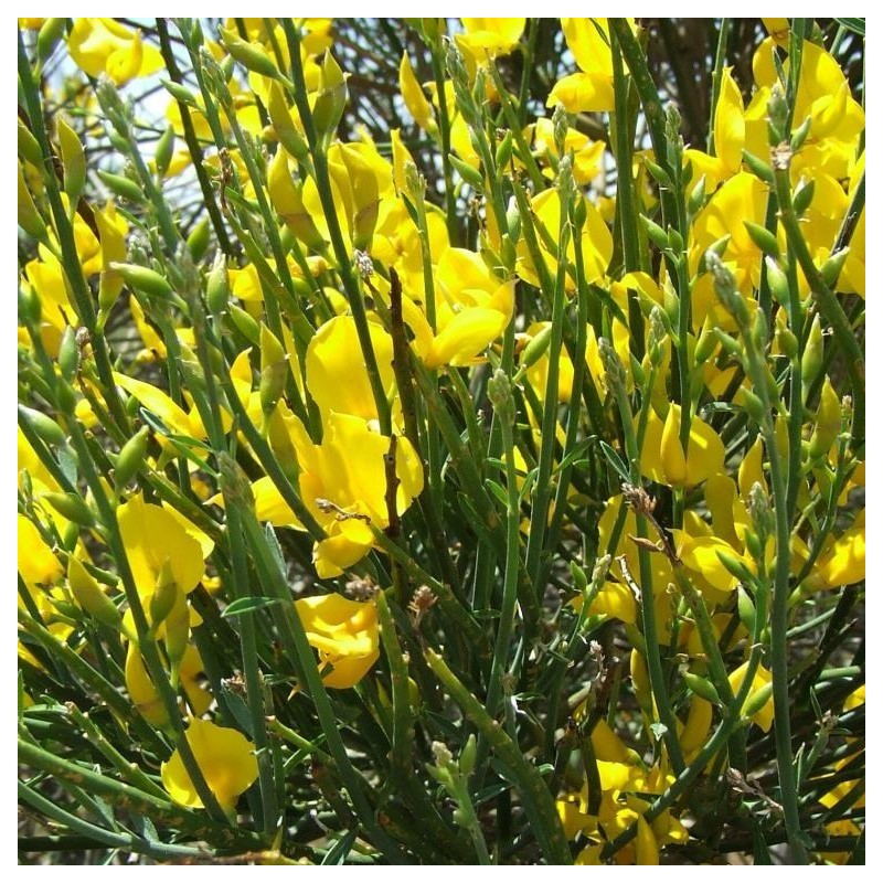 Spartium junceum