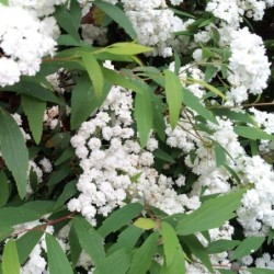 Spiraea cantoniensis