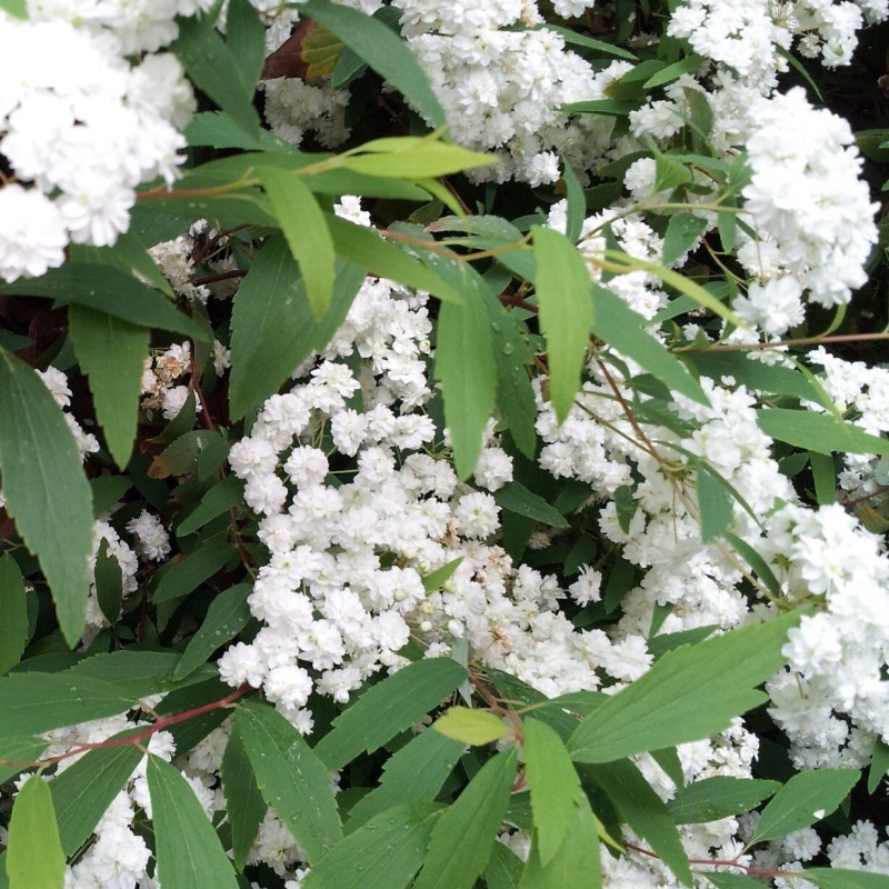 Spiraea cantoniensis