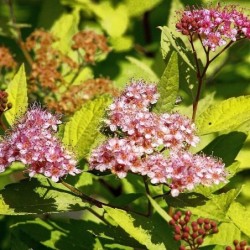 Spiraea japonica