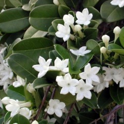 Stephanotis floribunda