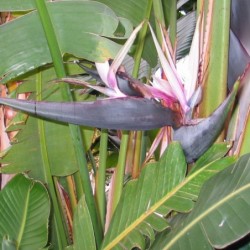 Strelitzia nicolai