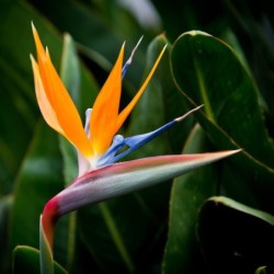 Strelitzia reginae