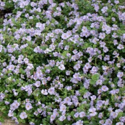 Sutera cordata