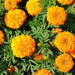 Tagetes erecta