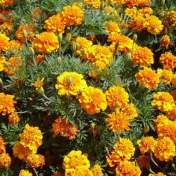 Tagetes patula