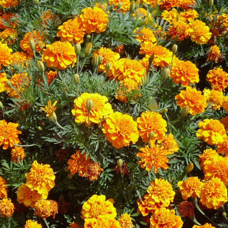 Tagetes patula