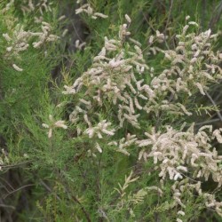 Tamarix africana