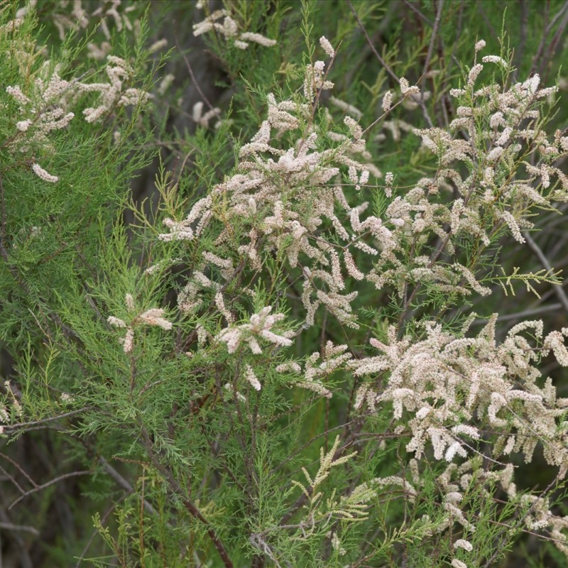 Tamarix africana
