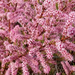 Tamarix gallica