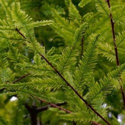 Taxodium distichum