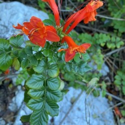Tecomaria capensis