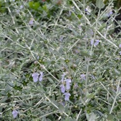 Teucrium fruticans