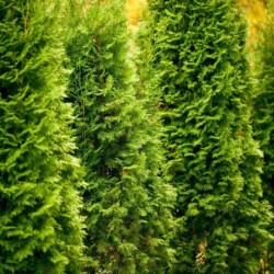 Thuja occidentalis 'Emeraude'